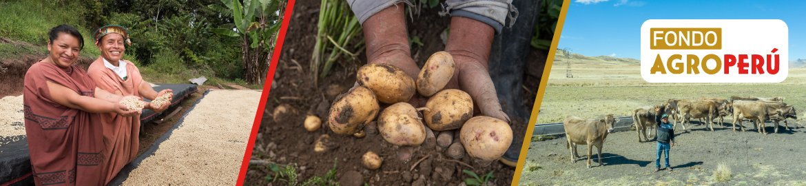 Fondo Agroperú