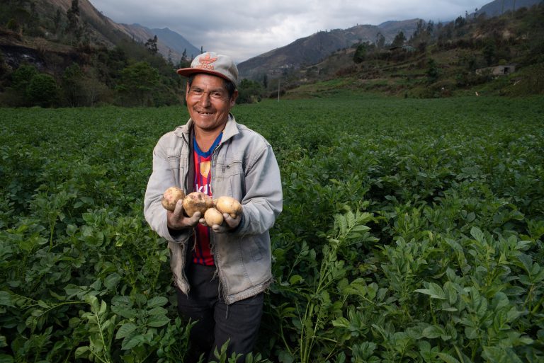 Agrobanco financió con más de S/ 48 millones la producción de papa nacional  en el último año | Agrobanco